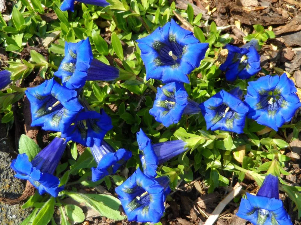 Ornamental Blue White Gentian for gardens