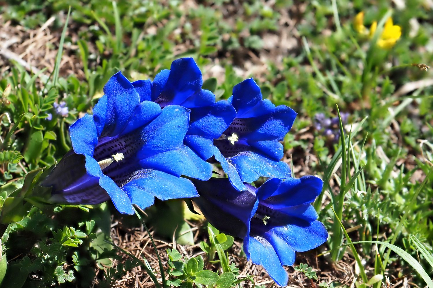Blue White Gentian Flower seeds for planting