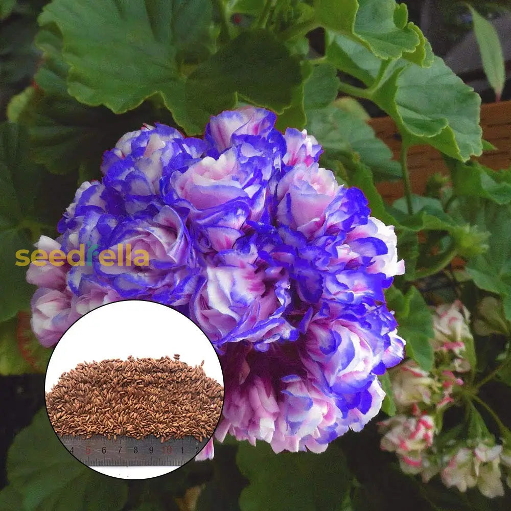 Blue White Geranium flower seeds