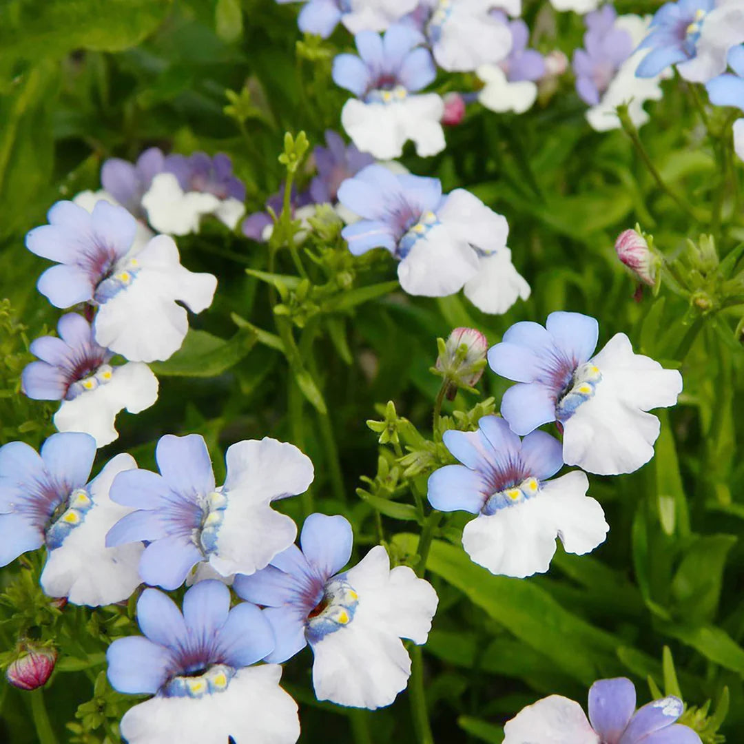 Non GMO Blue White Nemesia flower seeds