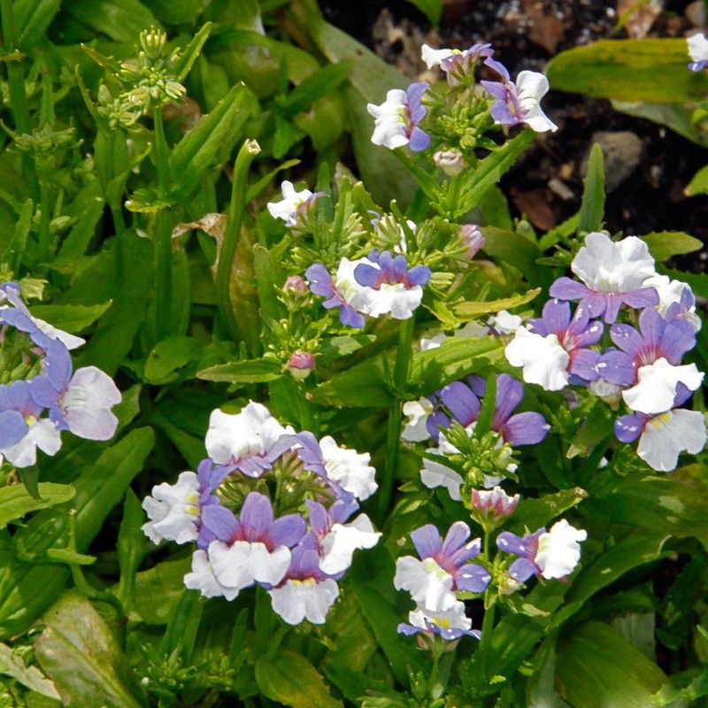 Ornamental Blue White Nemesia seeds for gardens