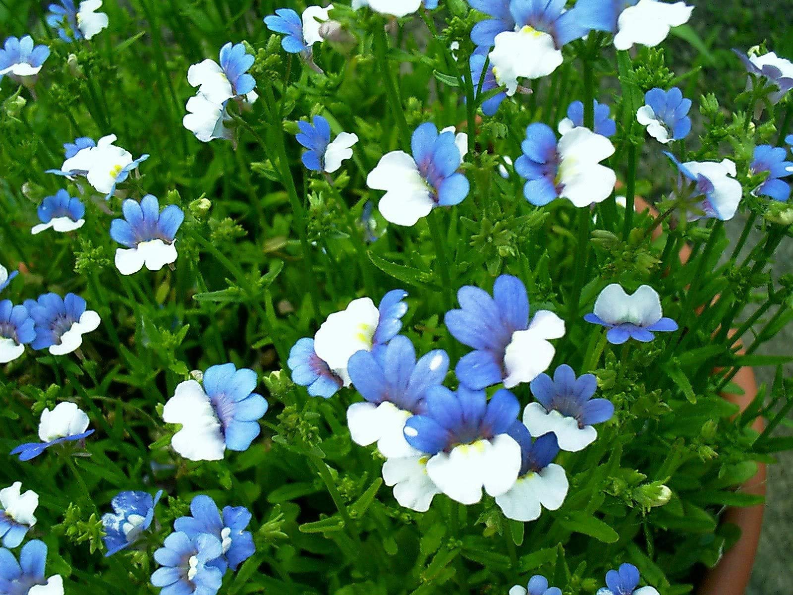 Blue White Nemesia in pots and containers