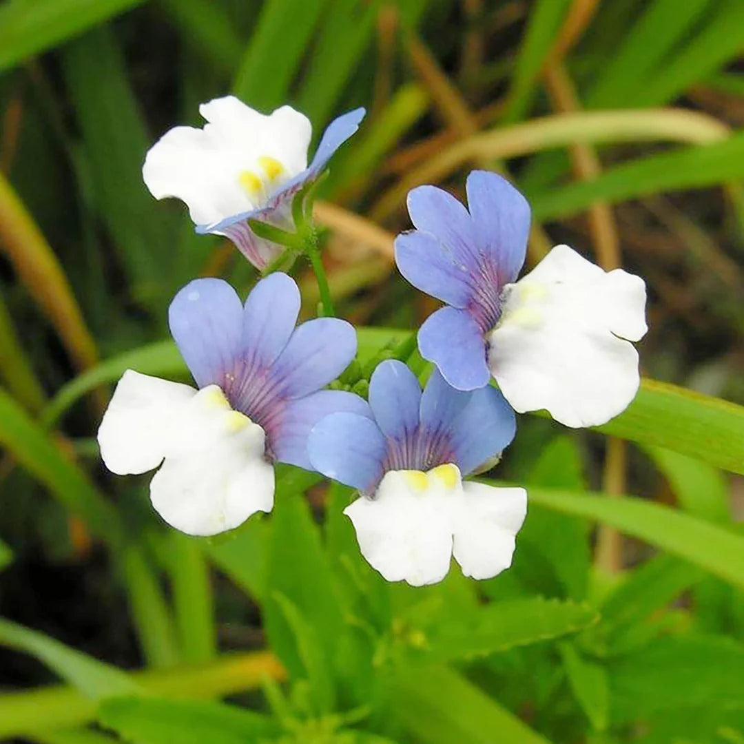 Blue White Nemesia Flower seeds for planting