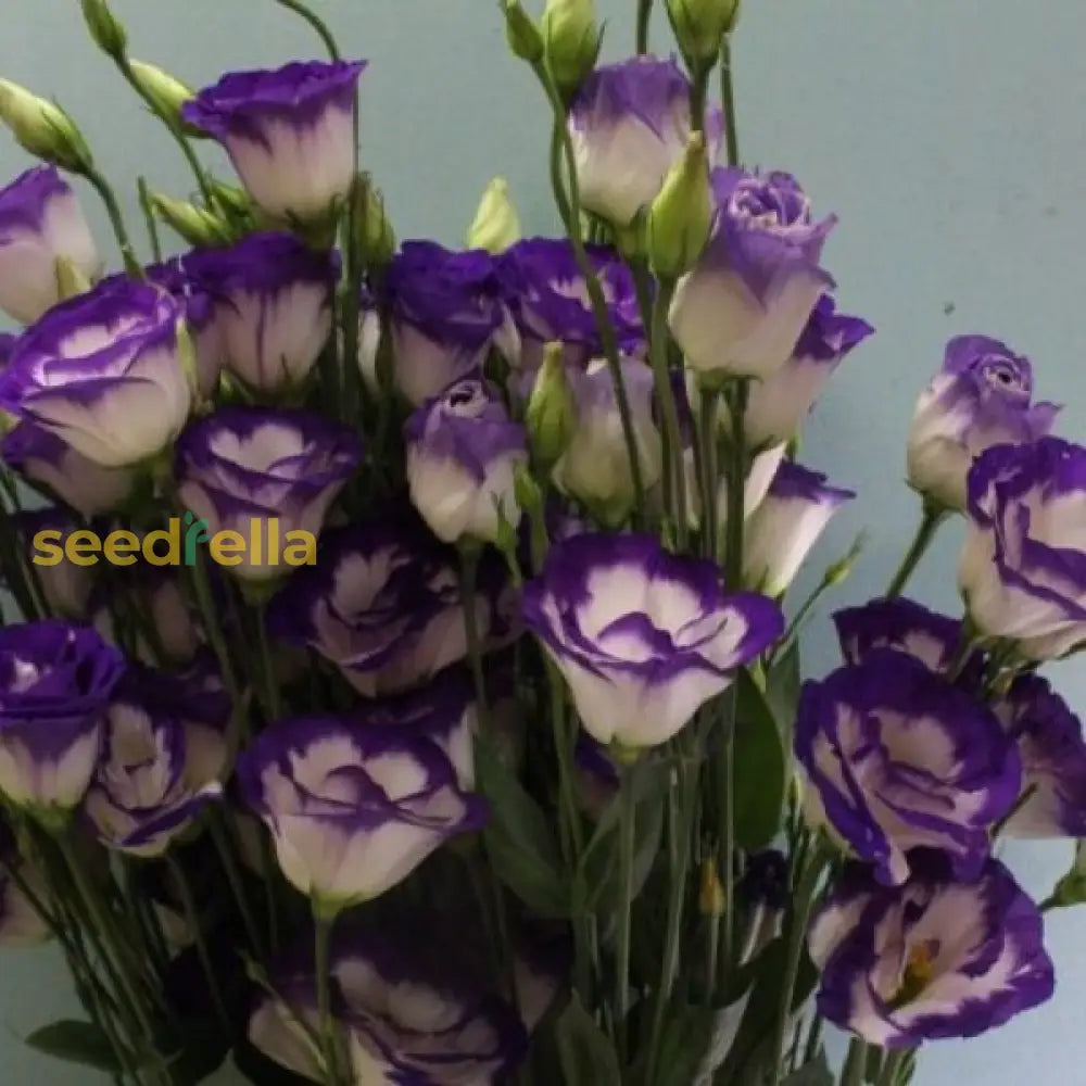 Non GMO Blue White Pelargonium seeds