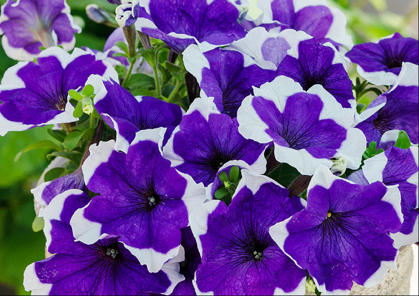 Blue White Petunias in hanging baskets