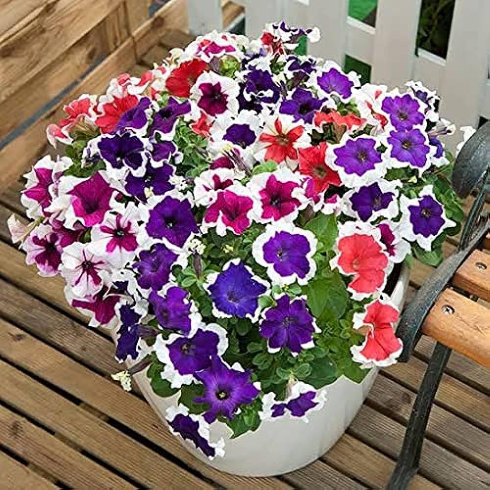 Non-GMO Blue White Petunia seeds