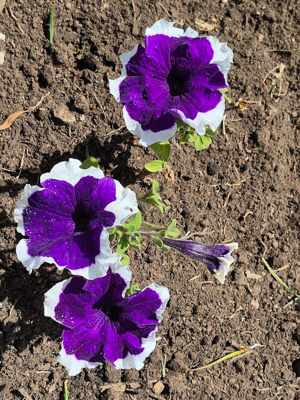 Ornamental Petunia plant with blue and white blooms