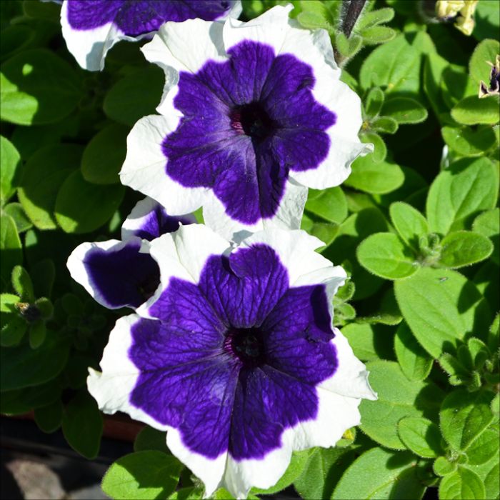 Blue White Petunia flower seeds for planting