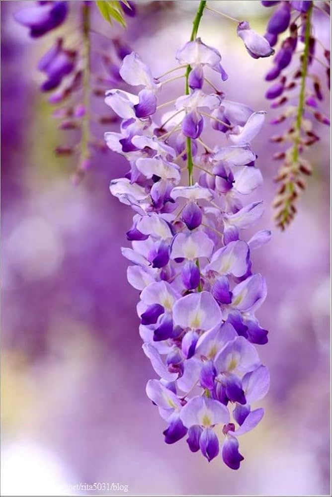 Non GMO Blue Wisteria seeds