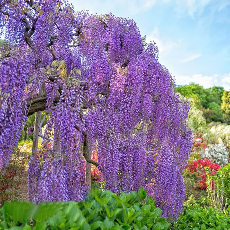Ornamental Blue Wisteria climbing vine