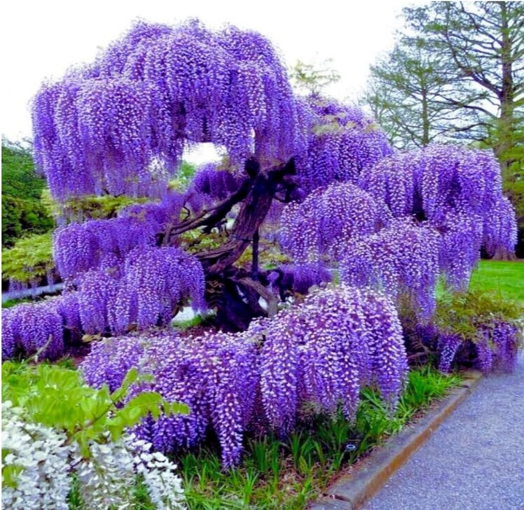 Blue Wisteria flower seeds for planting