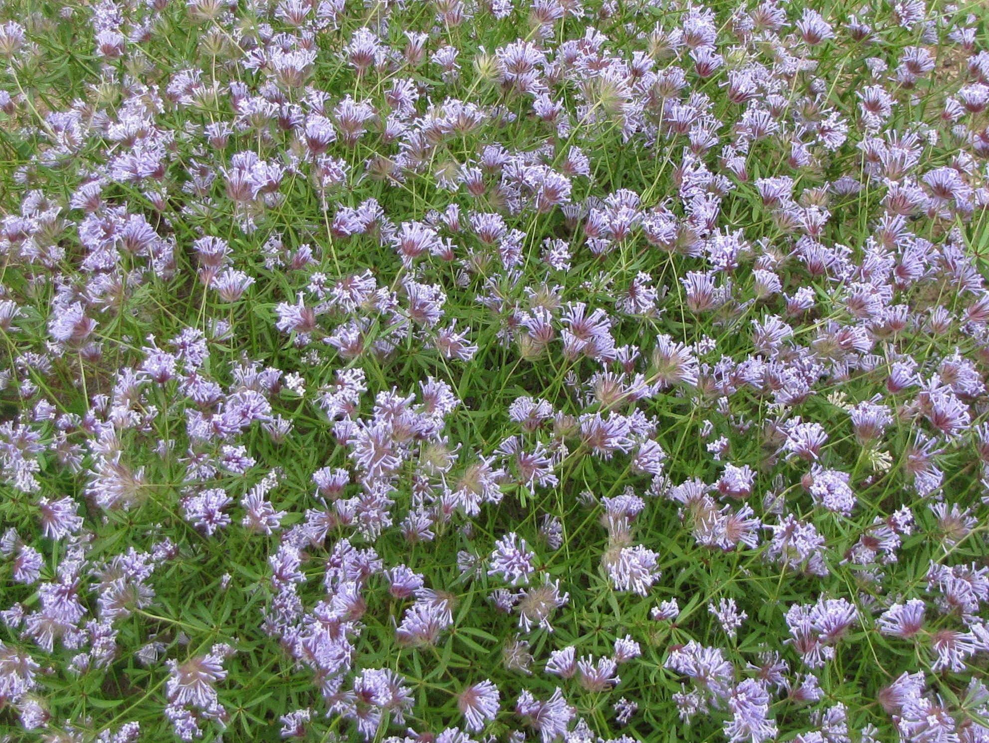 Non GMO Blue Woodruff seeds