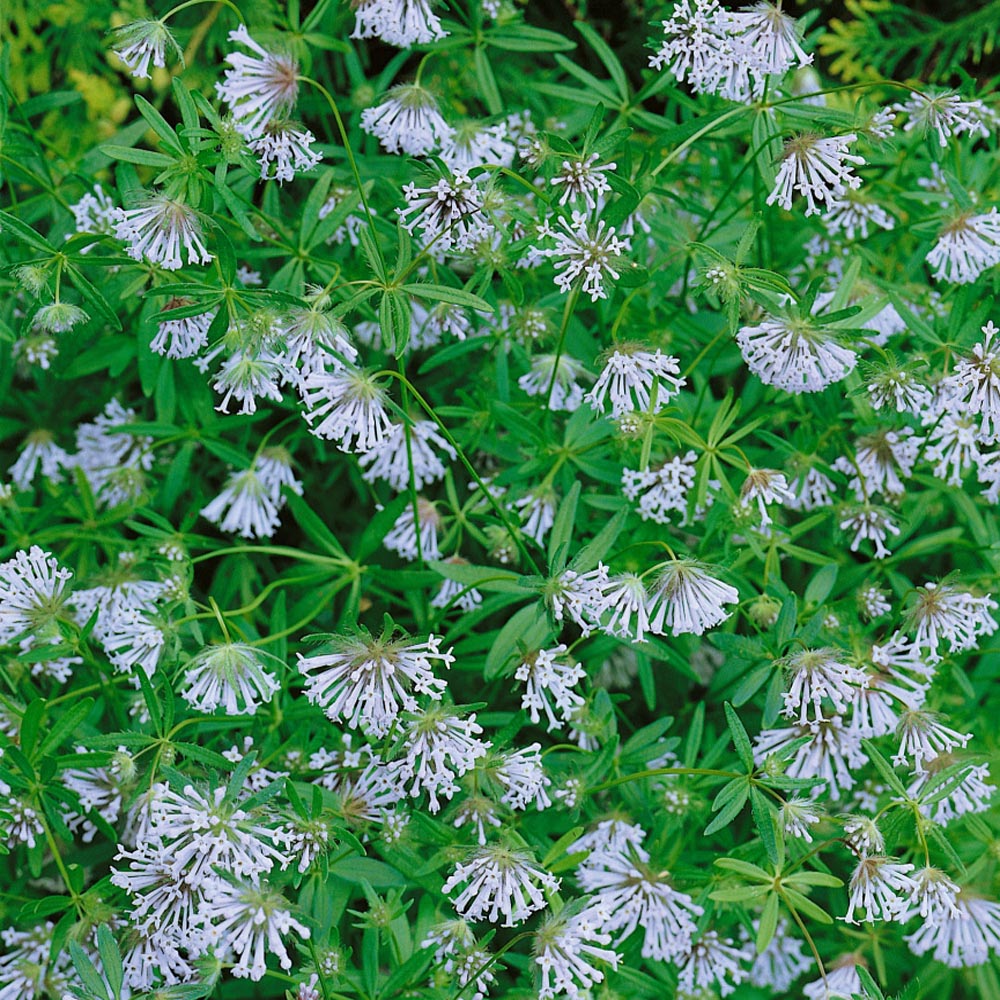 Ornamental Blue Woodruff groundcover plant