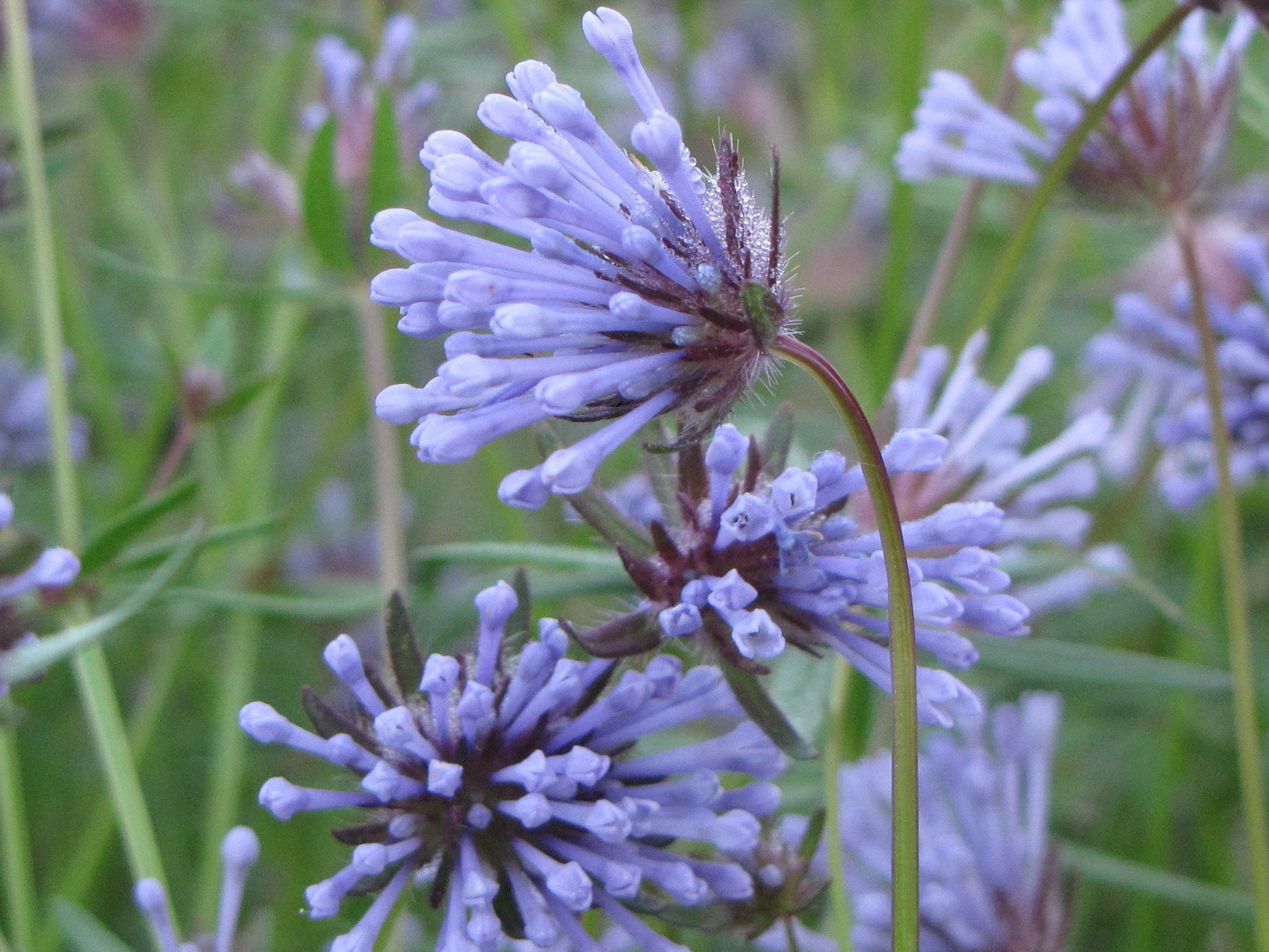 Blue Woodruff seeds for planting