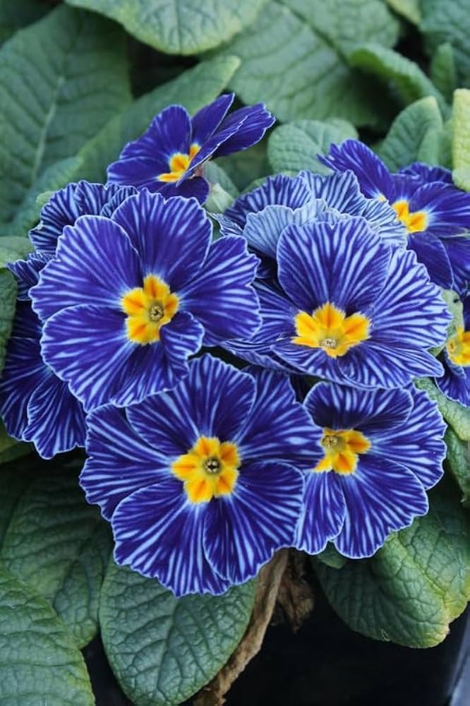 Ornamental Primrose plant with blue-yellow flowers