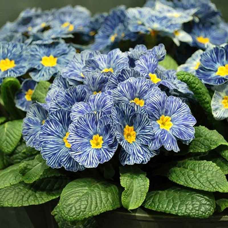 Potted Blue & Yellow Primrose plant