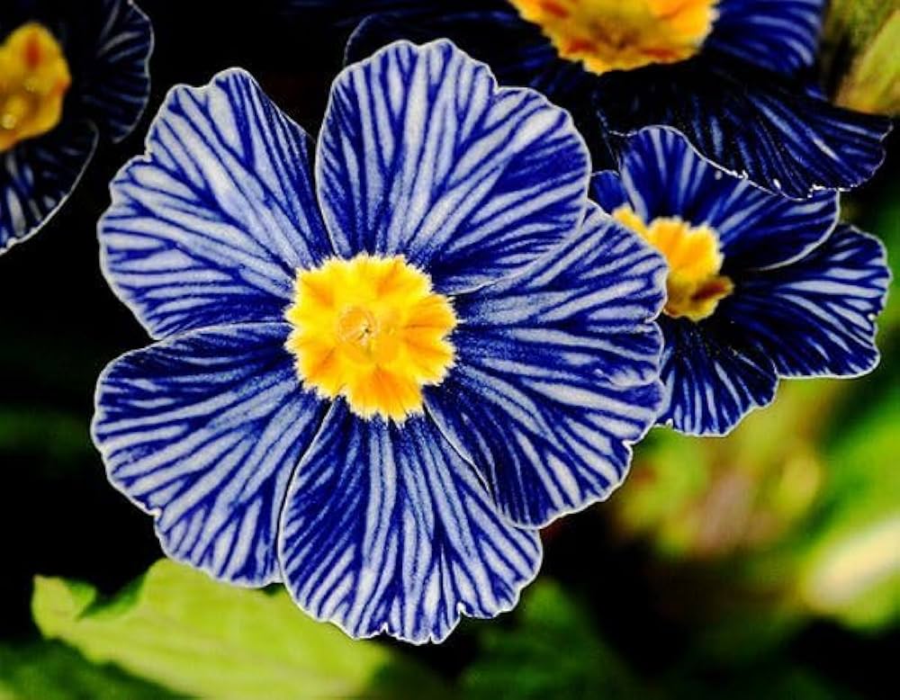 Blue and Yellow Primrose flower seeds for planting