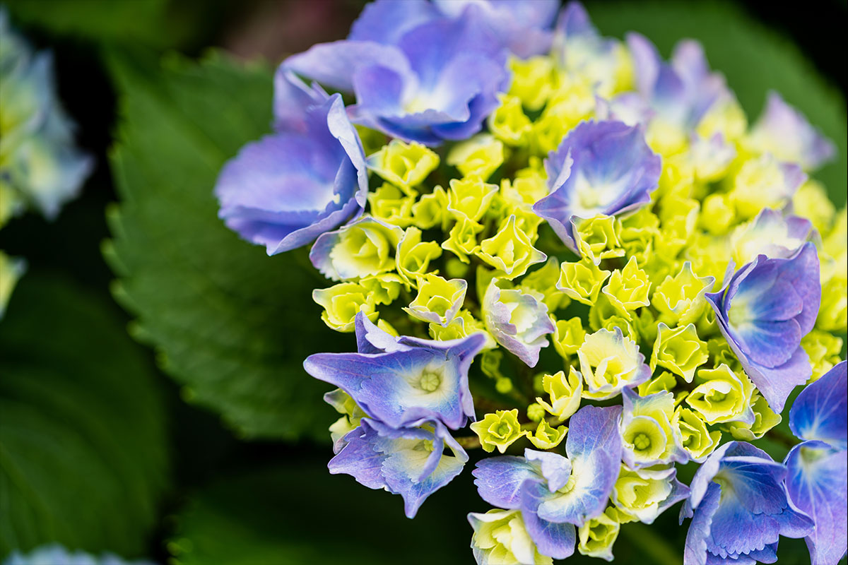 Blue and Yellow Hydrangea Seeds for Planting
