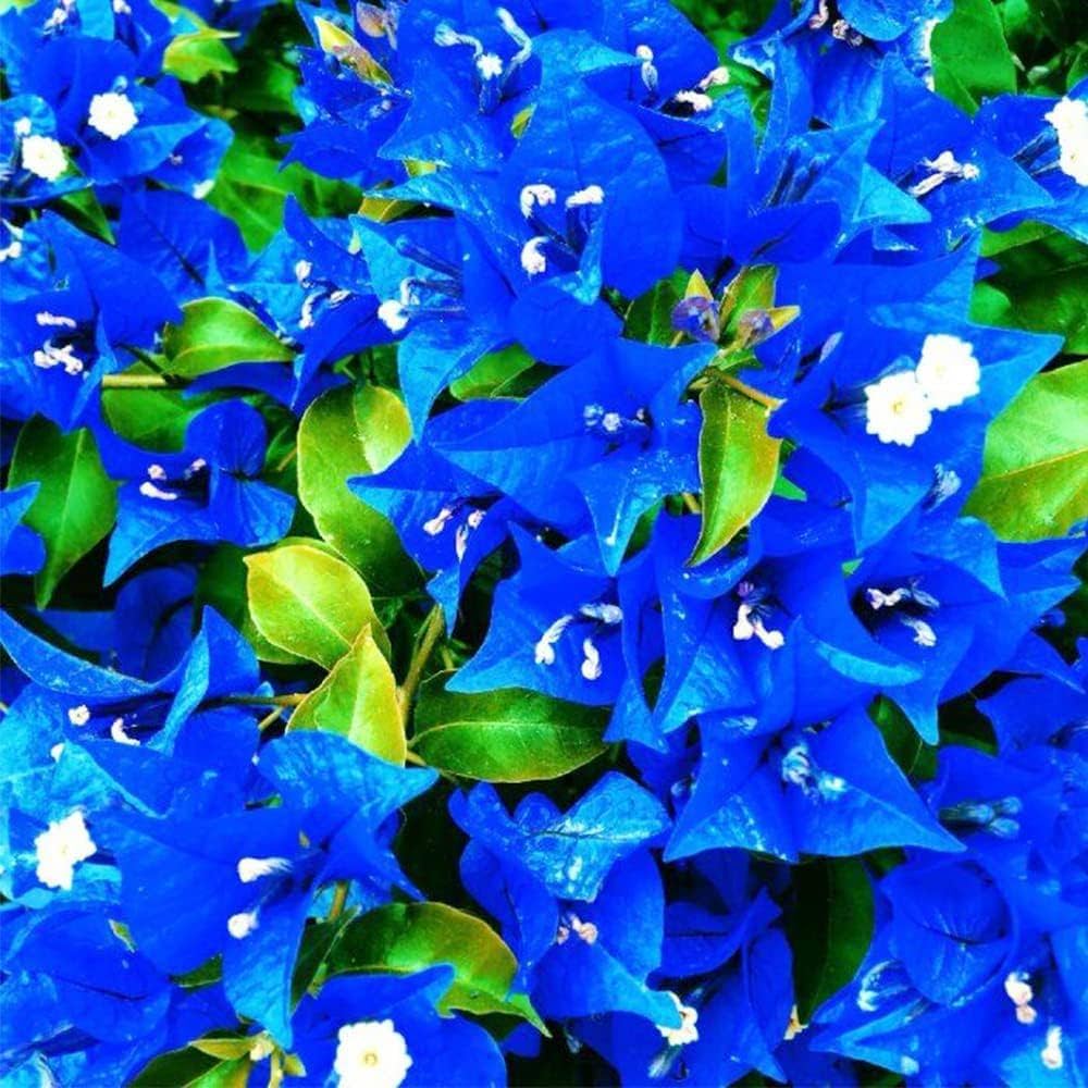 Blue Bougainvillea Seeds for Planting