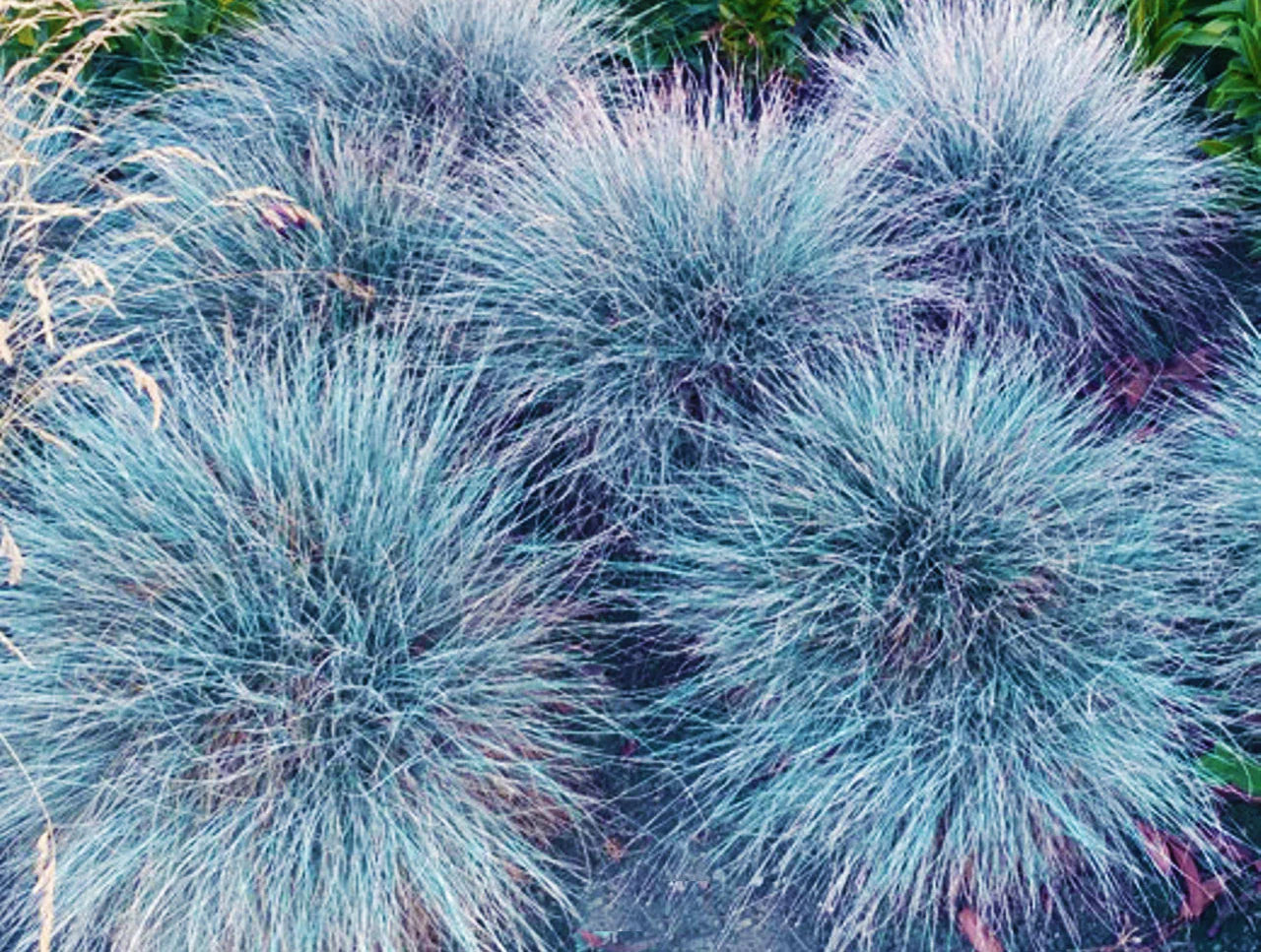 Blue Festuca Plant Seeds For Ornamental Planting