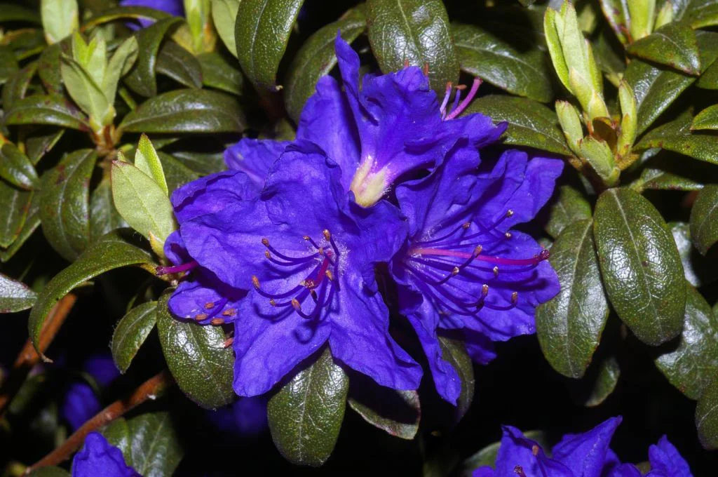 Rhododendron Violet Flowering Seeds For Planting Flower