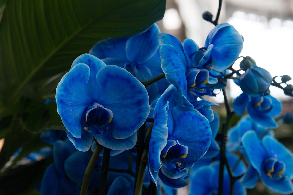 Blue Phalaenopsis Orchid Seeds For Exotic Flower Planting