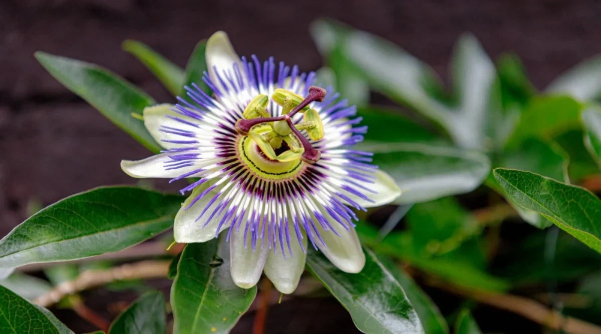 Stunning Blue Flower Seeds For Planting