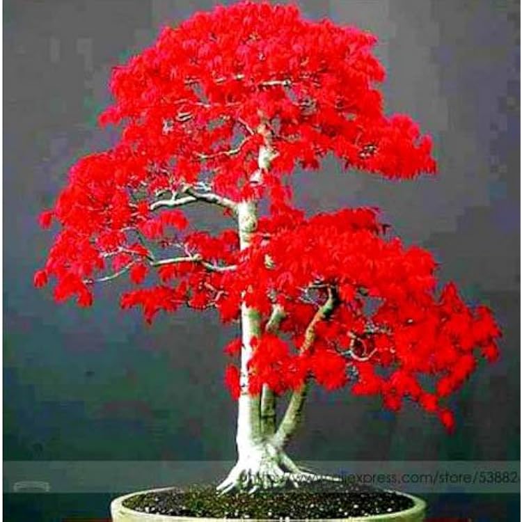 Non GMO Red Bonsai seeds