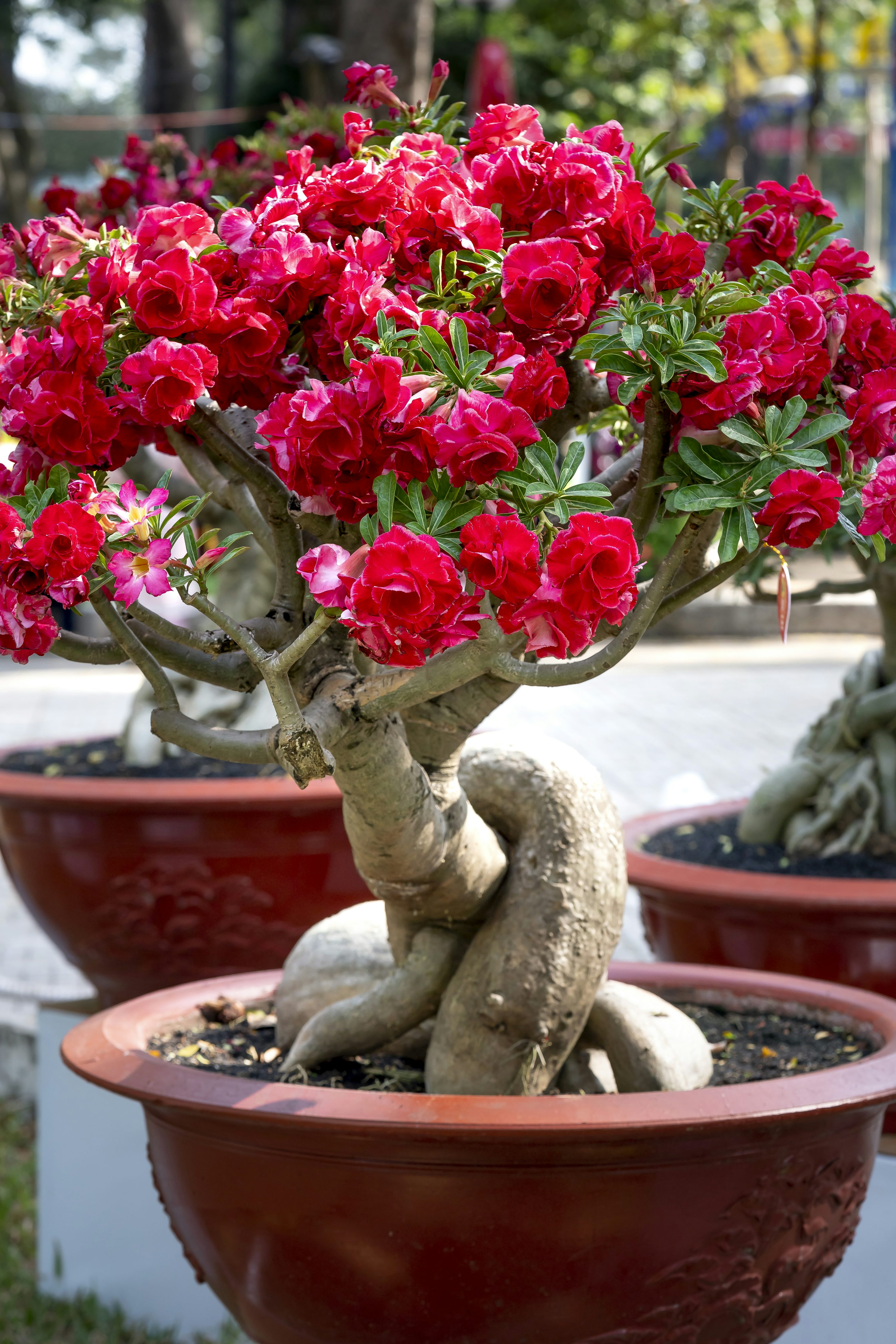 Red Bonsai flowering seeds for gardening
