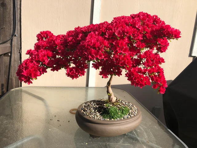 Red Bonsai garden seeds for indoor planting