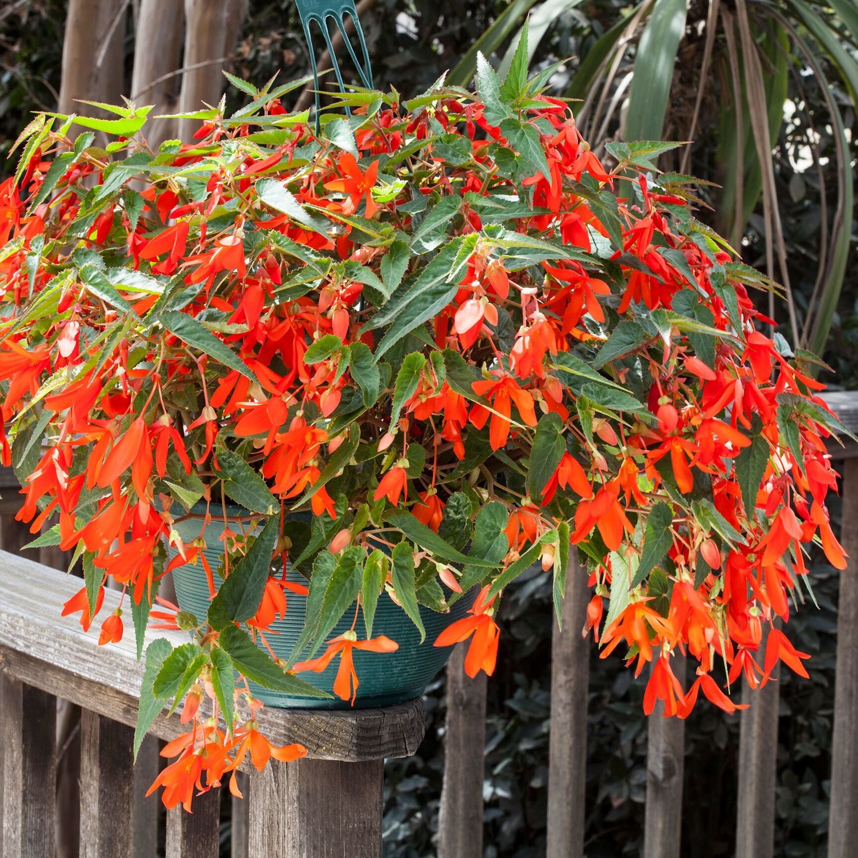 Non GMO orange Bossa Nova seeds