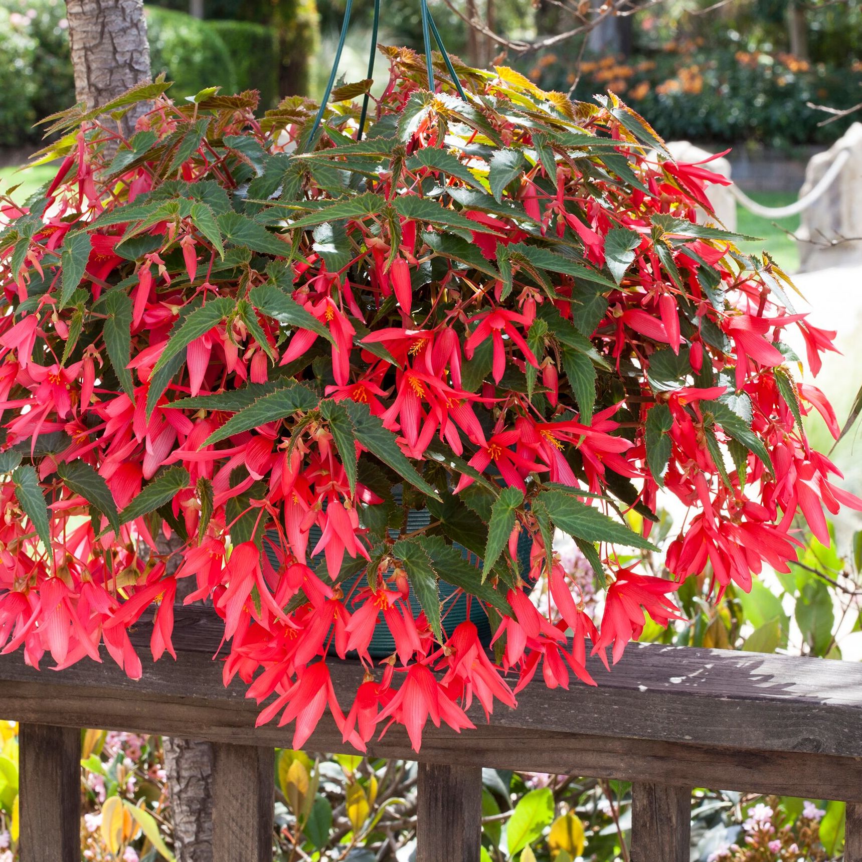 Orange Bossa Nova flowering seeds for gardens