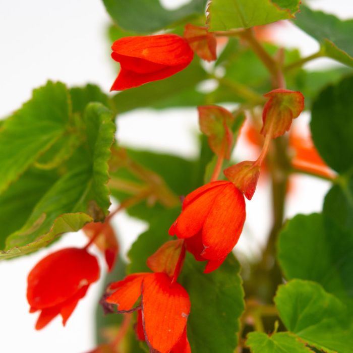 Orange Bossa Nova seeds for planting