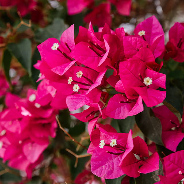 Non GMO Pink Bougainvillea seeds