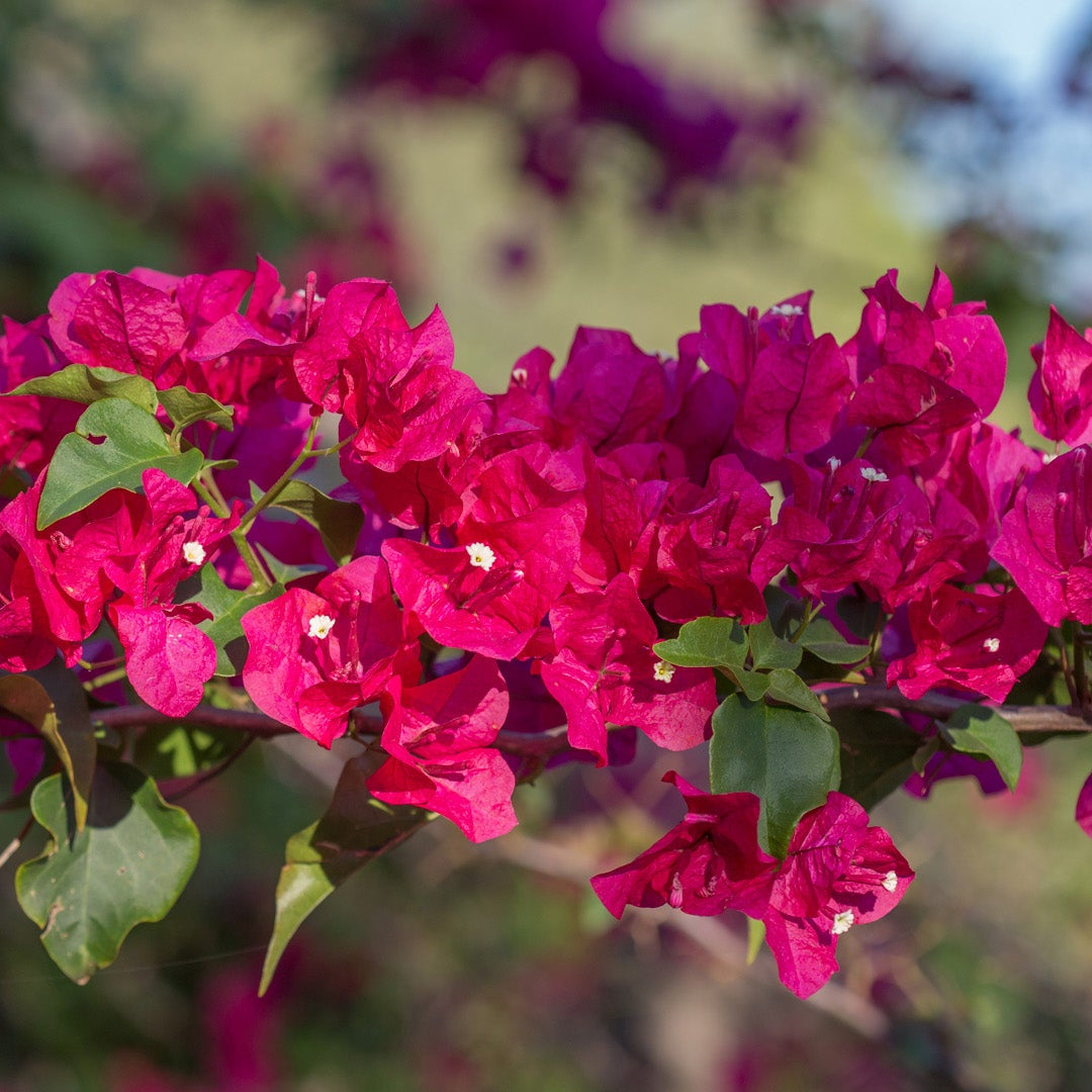 Ornamental Pink Bougainvillea seeds for landscapes