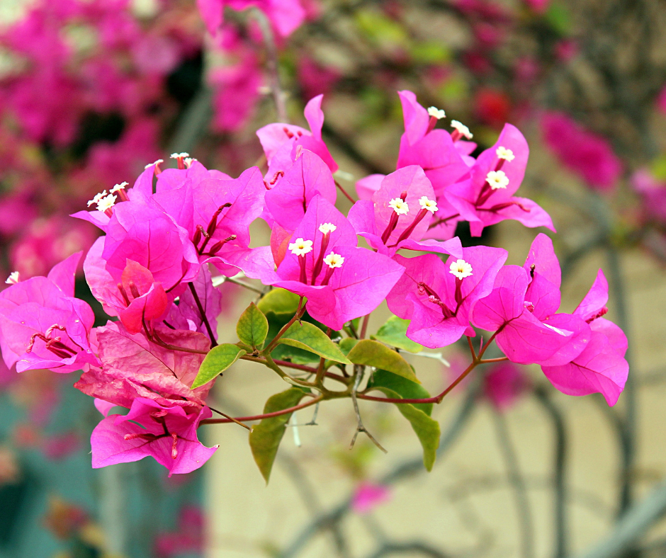 Pink Bougainvillea flowering seeds for gardens