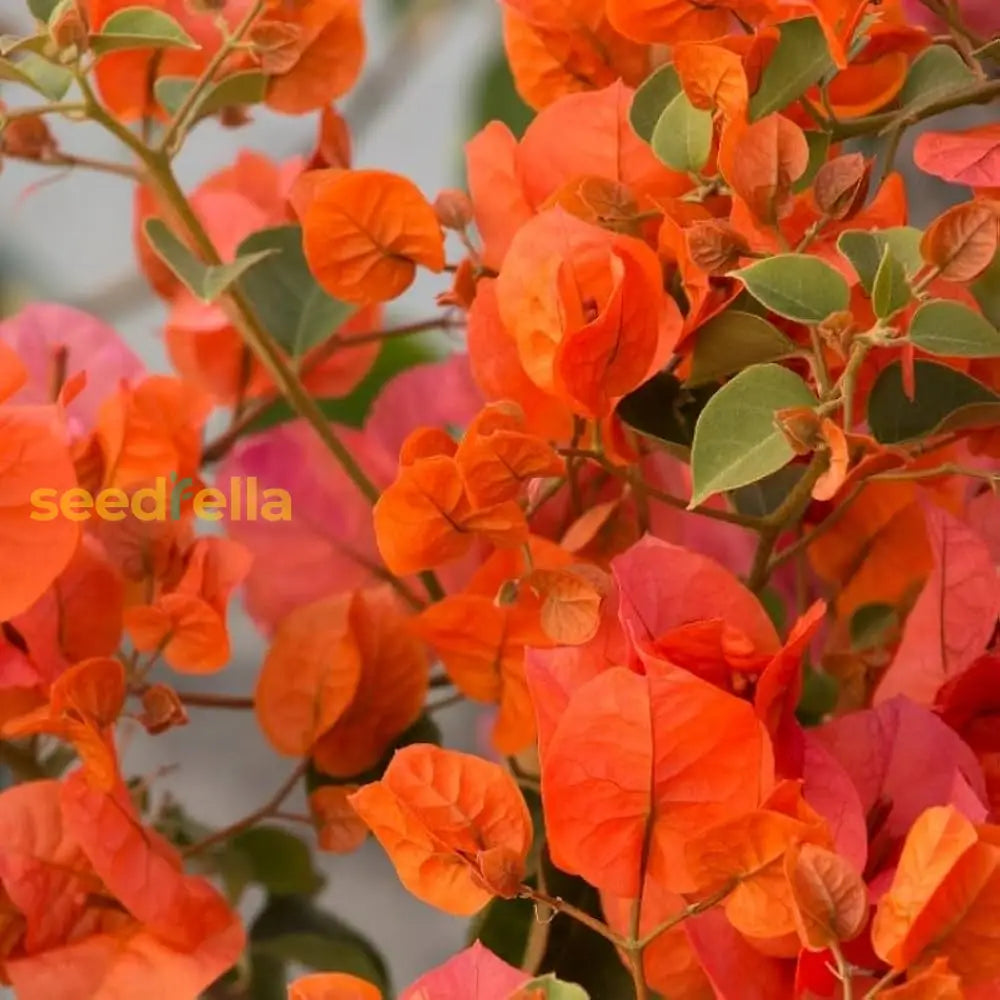 Orange Bougainvillea seeds for planting