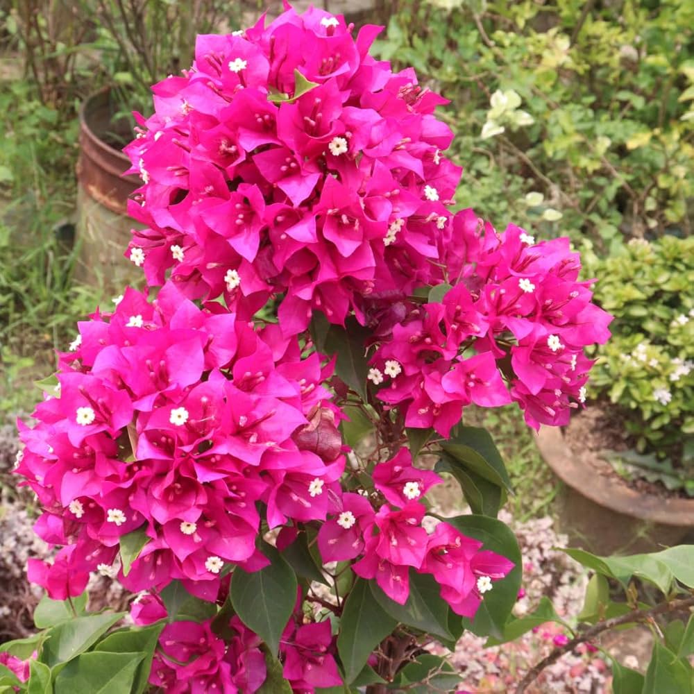 Pink Bougainvillea seeds for planting