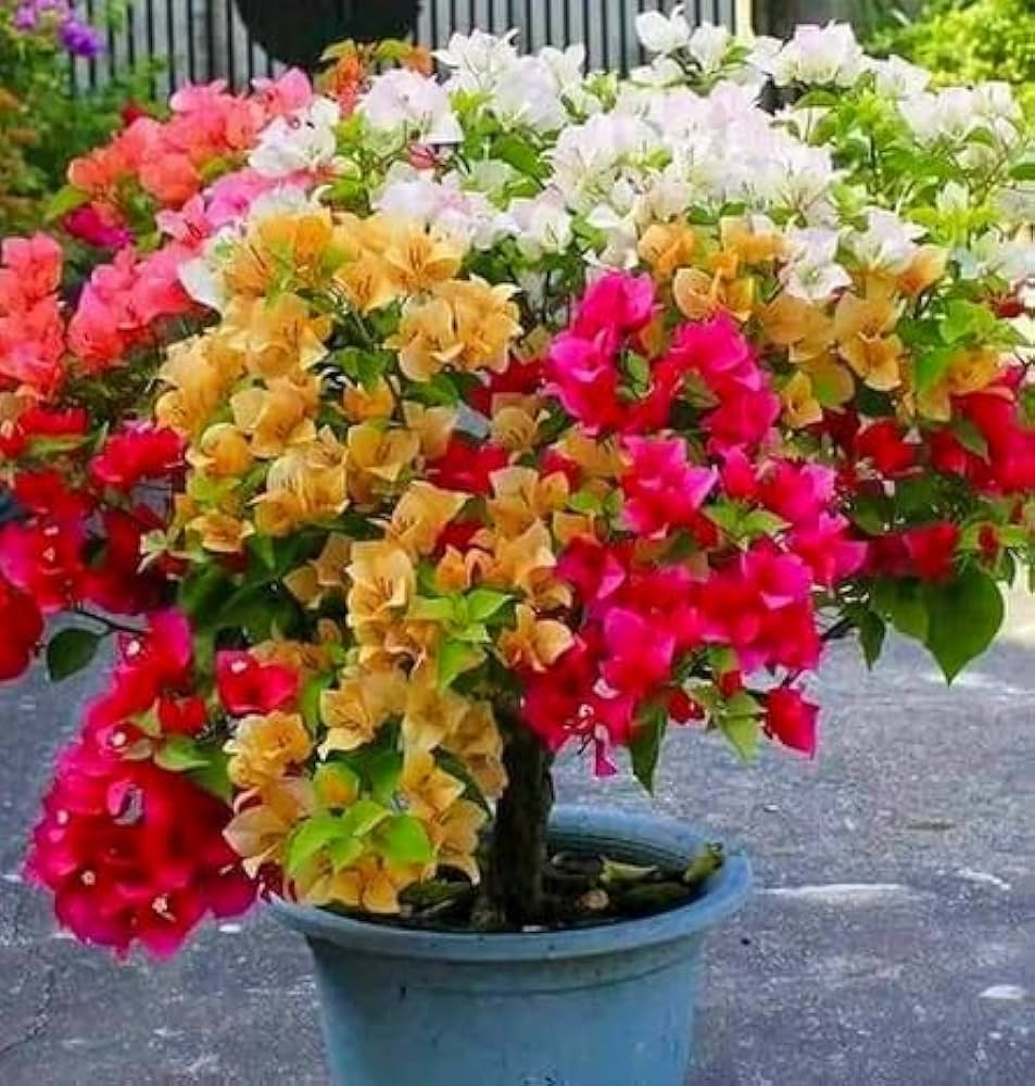 Bougainvillea Mixed Seeds for Planting