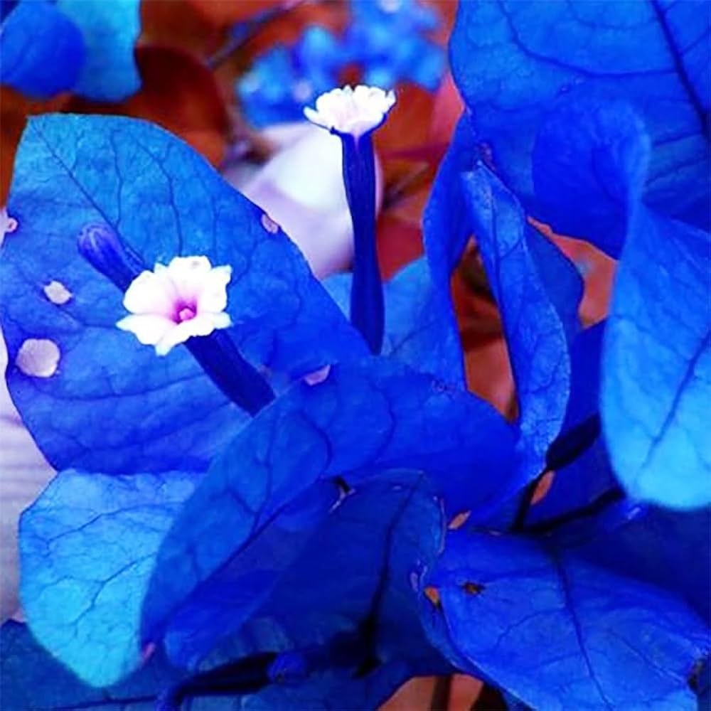 Bougainvillea Spectabilis Blue Flower Vines