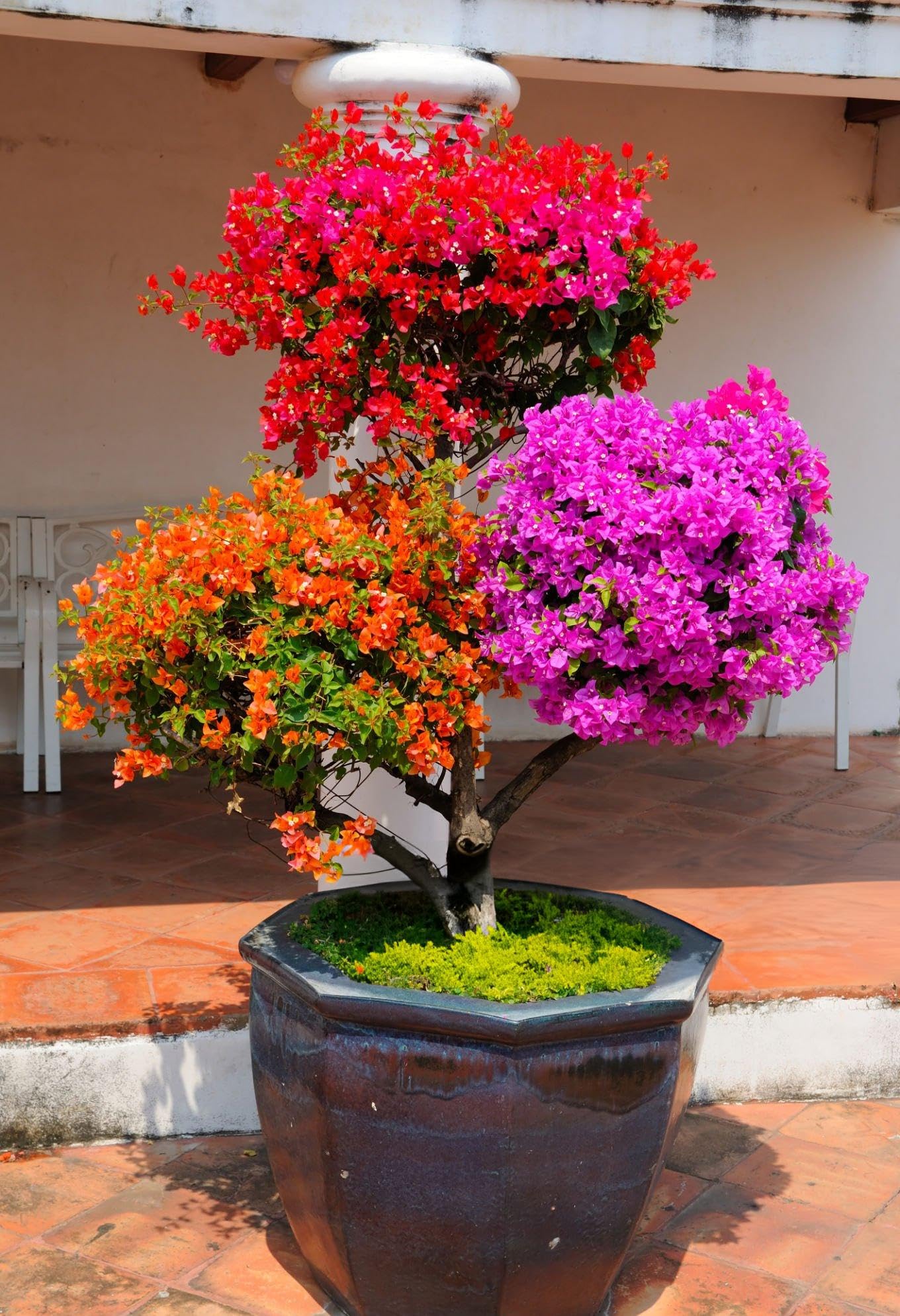 Bougainvillea Spectabilis Mix Flowers for Outdoors