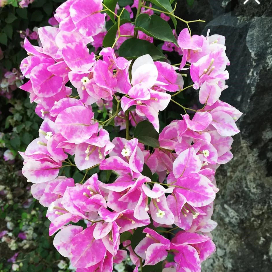 Light Pink Bougainvillea Seeds for Planting
