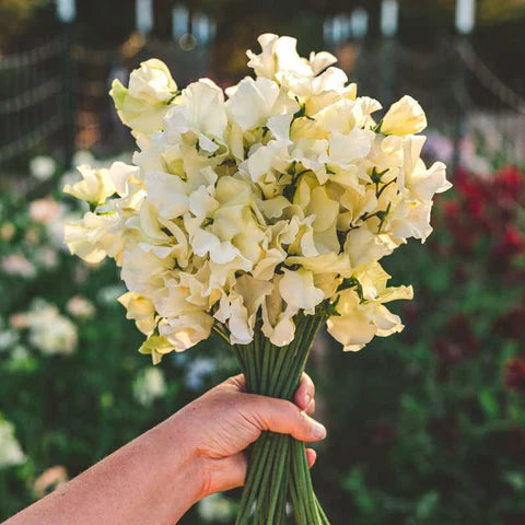 Sweet Pea Flower Seeds Planting Light Yellow