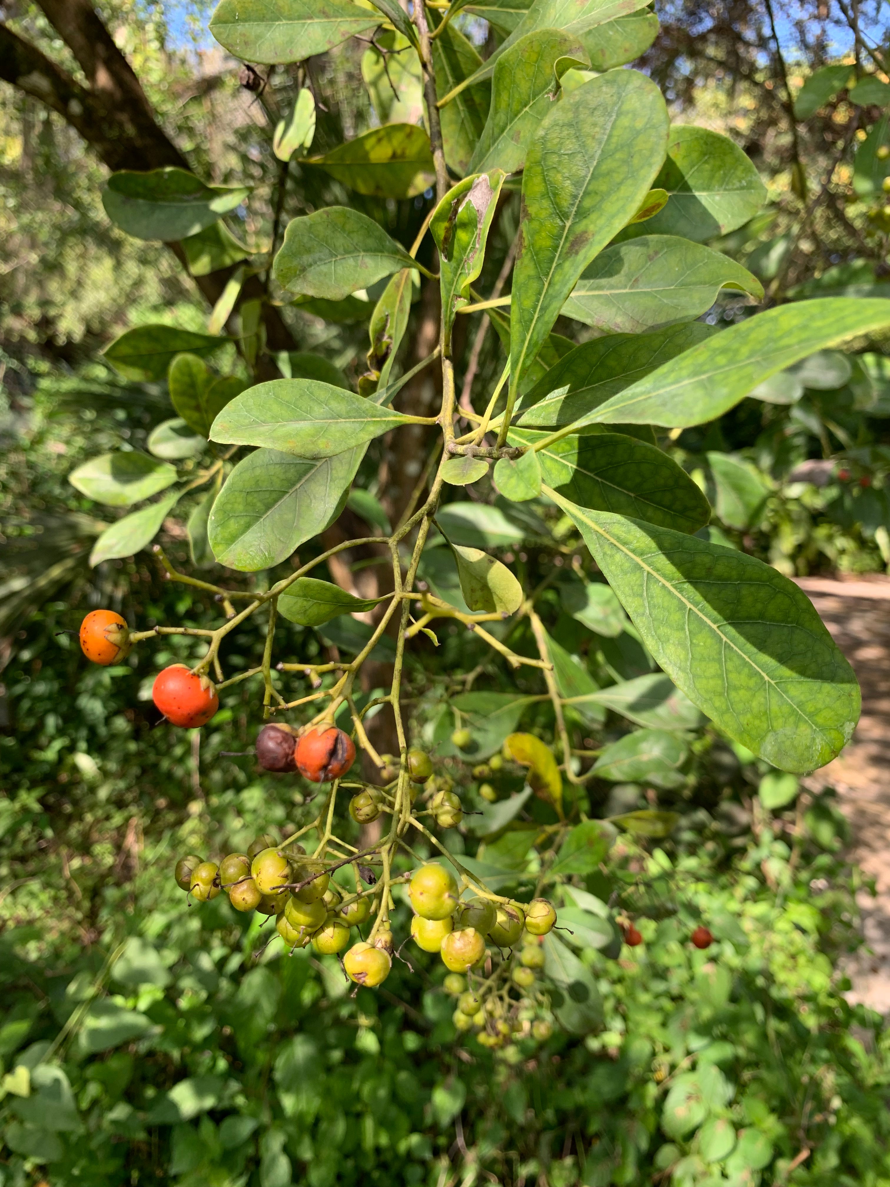 Lush green foliage of Bourreria Cassinifolia