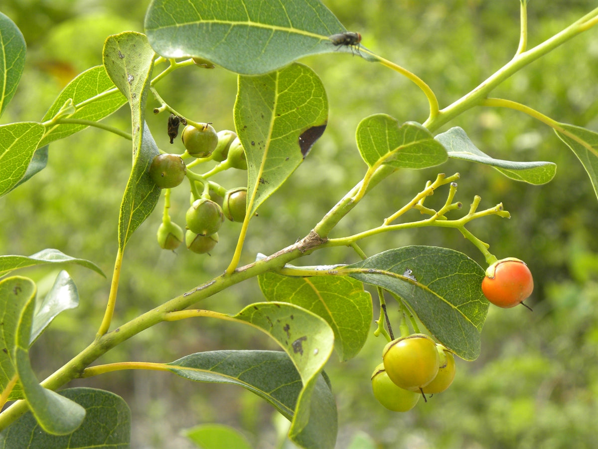 Non-GMO Bourreria seeds