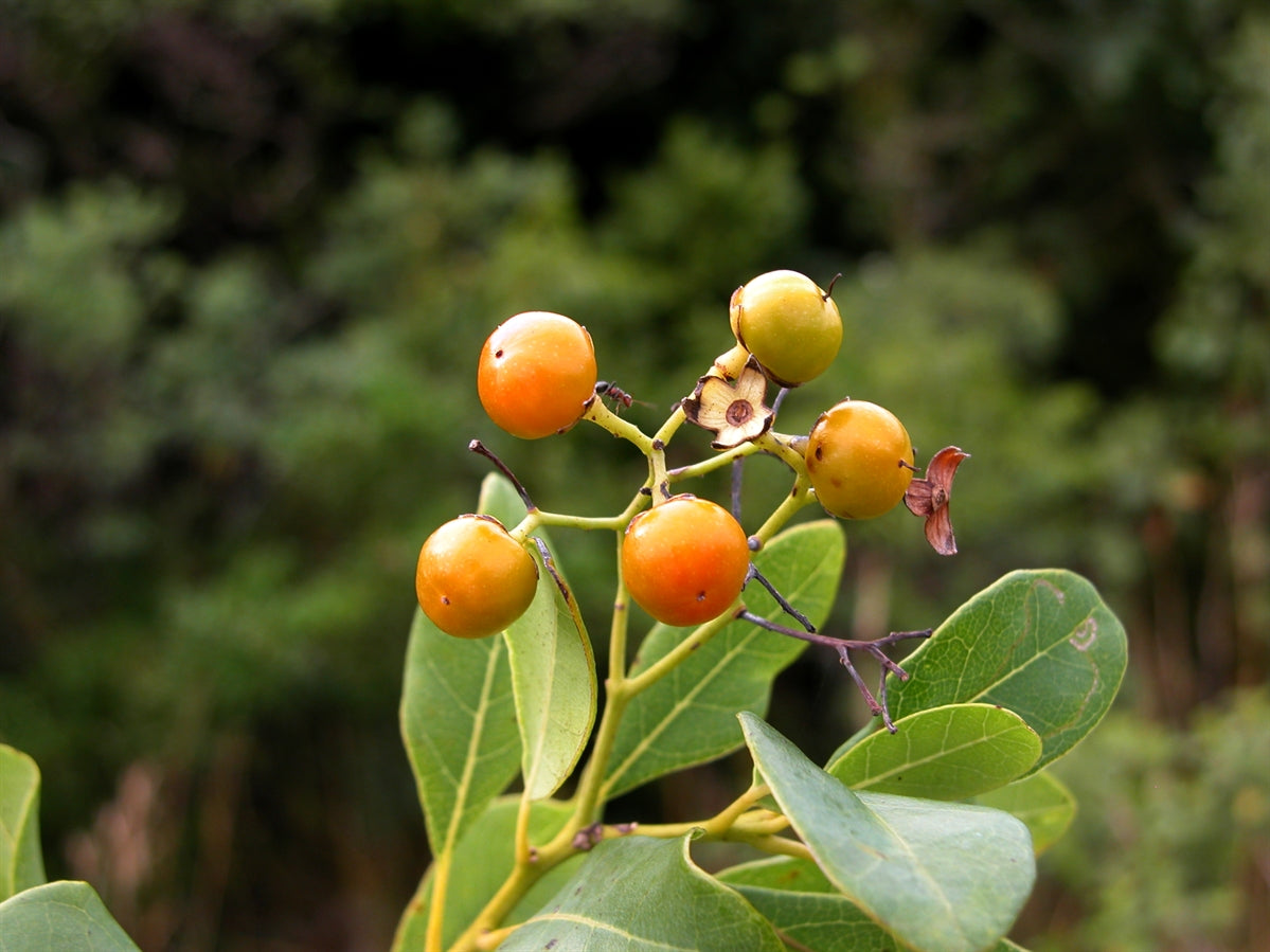 Bourreria Cassinifolia seeds for planting