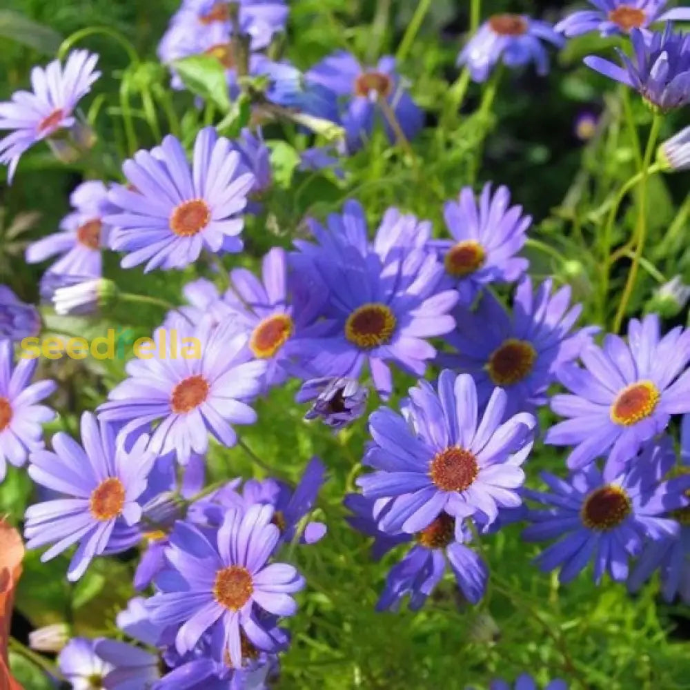 Blue Brachycome flowering seeds for gardens