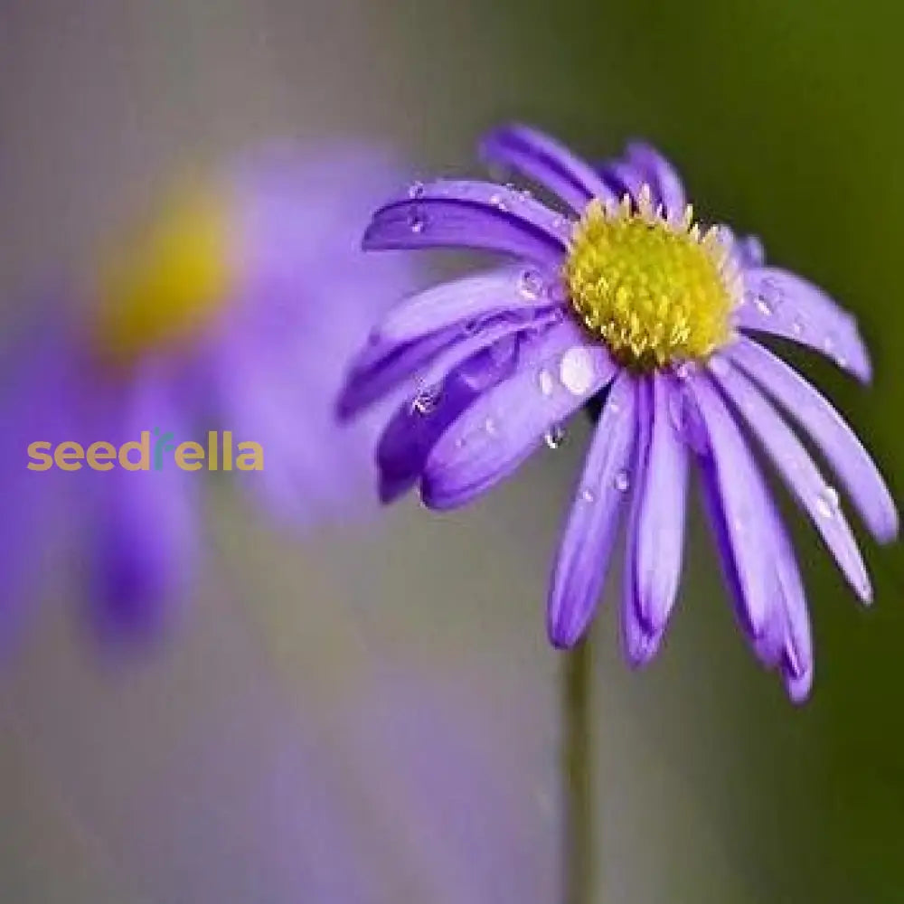 Blue Brachycome seeds for planting