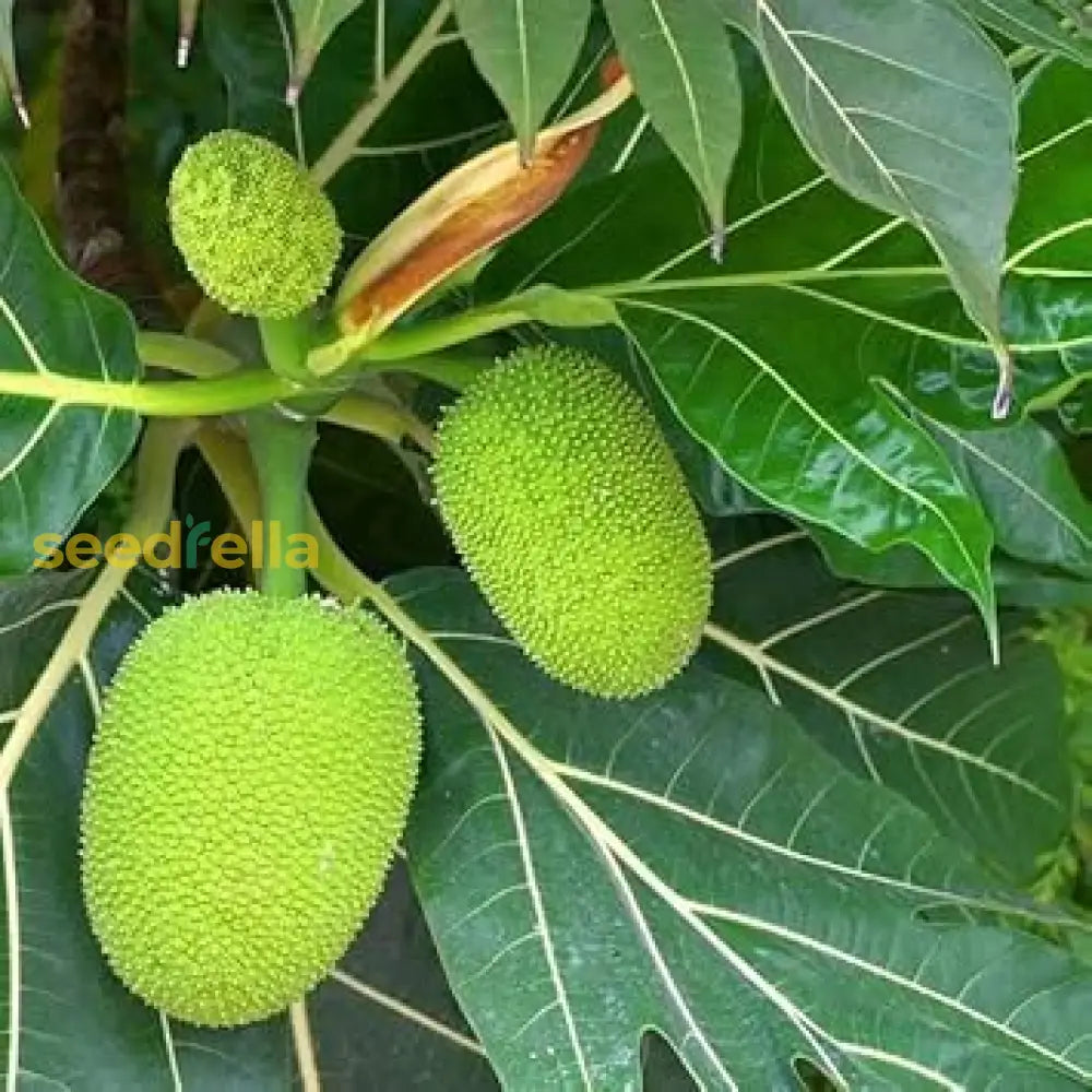 Bread Fruit Seeds for planting and growing your own tropical fruit tree.
