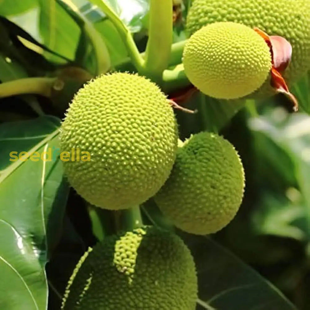 Plant Breadfruit Tree Seeds for a tropical, edible fruit harvest.